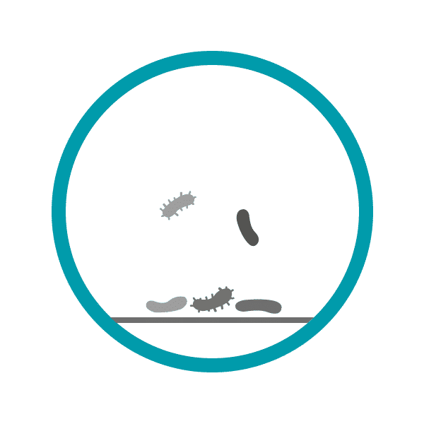 bactéries qui se fixent sur la surface